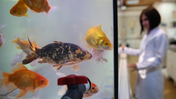 İçme suyu zehirlenmelerine Japon balığı örneği