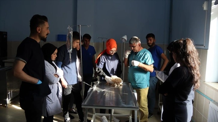 Iğdır Üniversitesinin hayvan hastanesi öğrencilere pratik yapma imkanı sunuyor