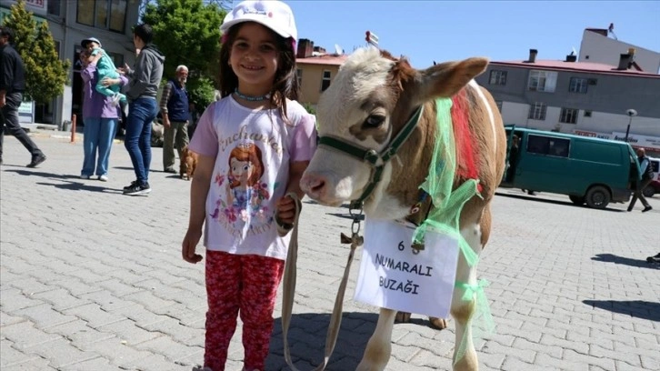 Iğdır'da 'En Güzel Buzağı Yarışması' renkli görüntüler oluşturdu