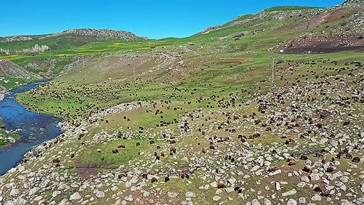 Iğdır'dan Ağrı yaylalarına göçerlerin yolculuğu başladı