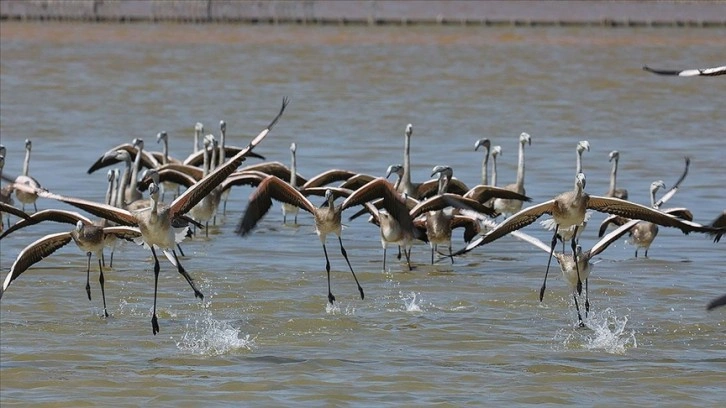 İki aylık flamingolar 