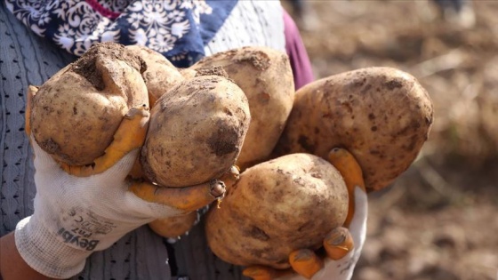 İki yeni yerli patates çeşidinin hasadı yapıldı