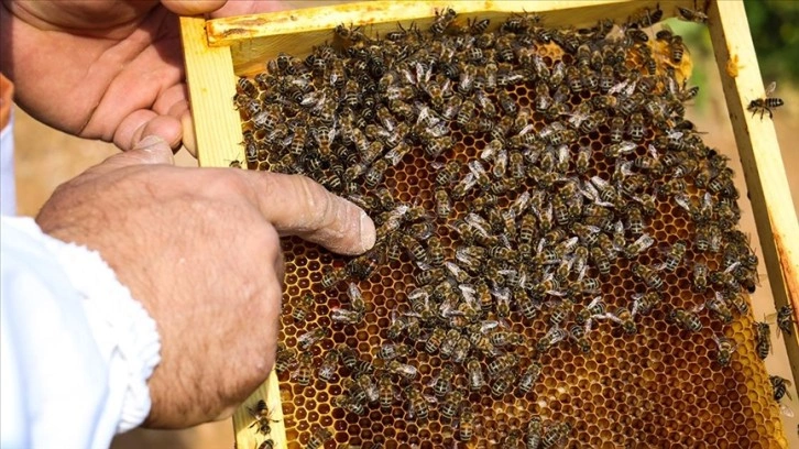 İklim şartları ve gal arısı, tescilli Kastamonu kestane balında rekolteyi düşürdü