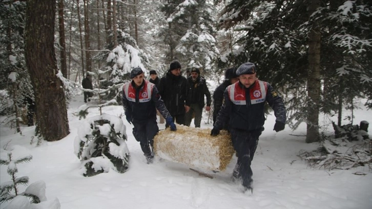 Ilgaz Dağı'nın eteklerindeki yaban hayvanlarına yem bırakıldı