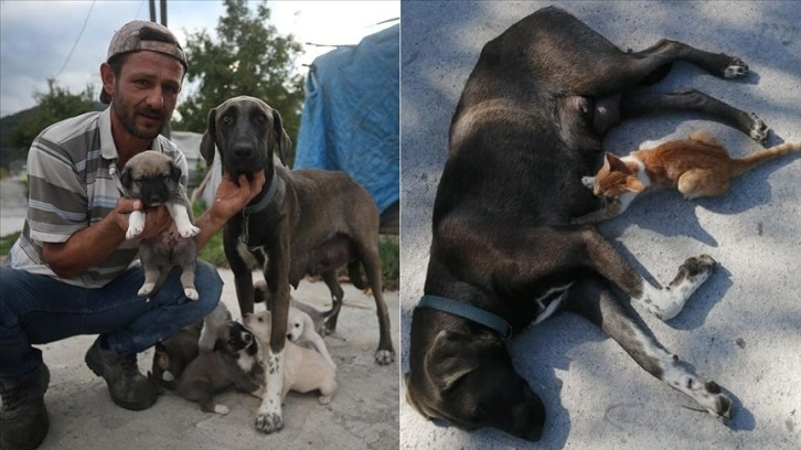 İnşaat ustasının sahiplendiği köpek, yavru kediye de annelik yapıyor