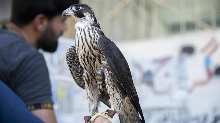 Irak'taki kuş meraklılarının adresi: Erbil kuş pazarı