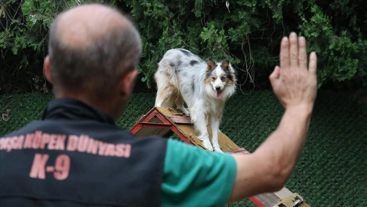 İşitme engelli köpek 
