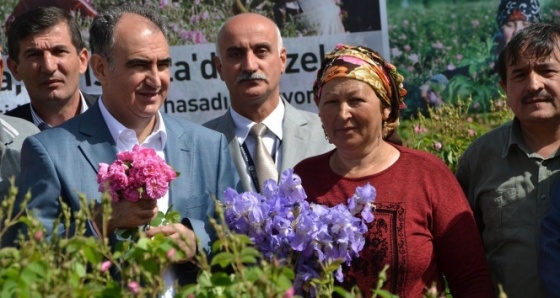 Isparta'da gül hasadı törenle başladı