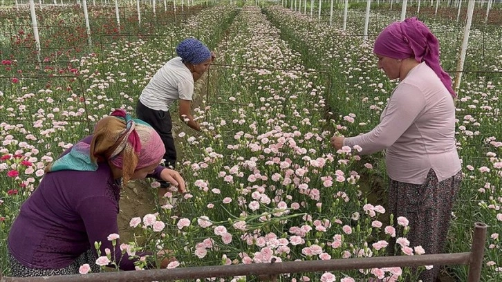 Isparta'da karanfil hasadına başlandı