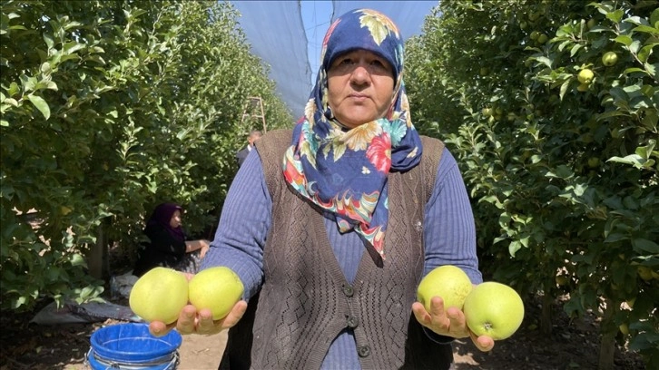 Isparta'da üreticiler elma hasadı mesaisinde