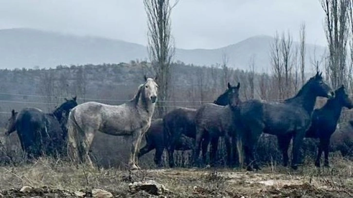 Isparta'da yiyecek arayan yılkı atları yerleşim yeri yakınına indi