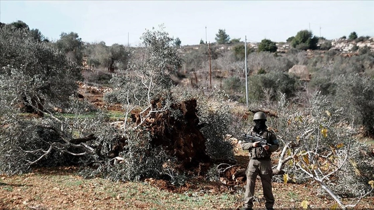İsrail, işgal altındaki Batı Şeria'da bir haftada 1608 zeytin ağacını kökünden söktü