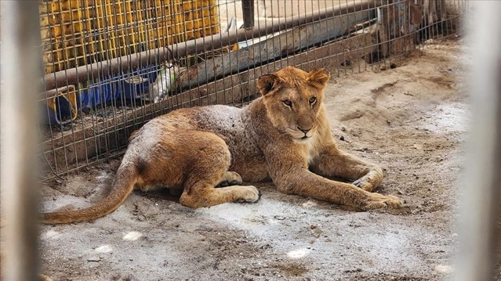 İsrail kuşatması nedeniyle Refah Hayvanat Bahçesi'nde mahsur kalan 3 aslan da kurtarılmayı bekl