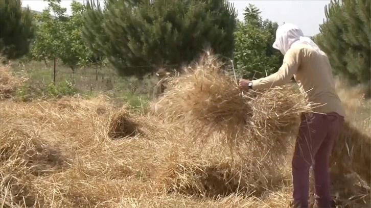 İsrail saldırıları sebebiyle ekinlerinin yanmasından korkan Lübnanlı çiftçiler erken hasada başladı