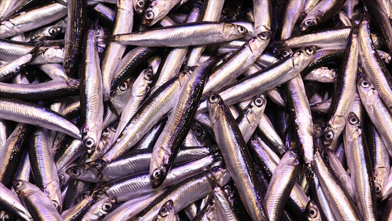 İstanbul'da kasımda haldeki balıkçıların yüzünü en çok "hamsi" güldürdü