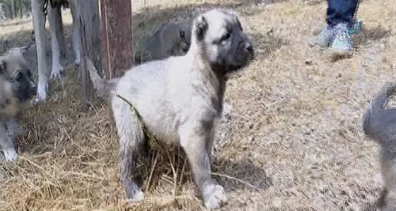 İstanbul'dan kaçıp İzmir'de köpek çiftliği kurdular