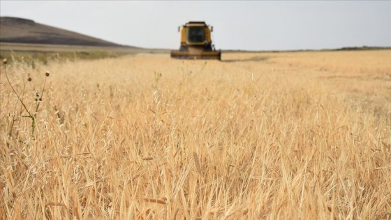 İstanbul Halk Ekmek'in organik unu Kars'tan