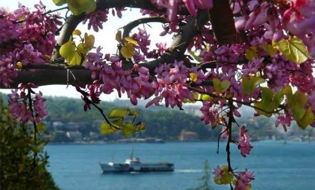 İstanbul’un mor-pembe simgesi, baharın müjdecisi Erguvan ve şifa dolu Erguvan şerbeti -Hülya Ayhan yazdı-