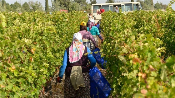 Istranca Dağları'nın eteklerinde kadınların bağ bozumu telaşı sürüyor