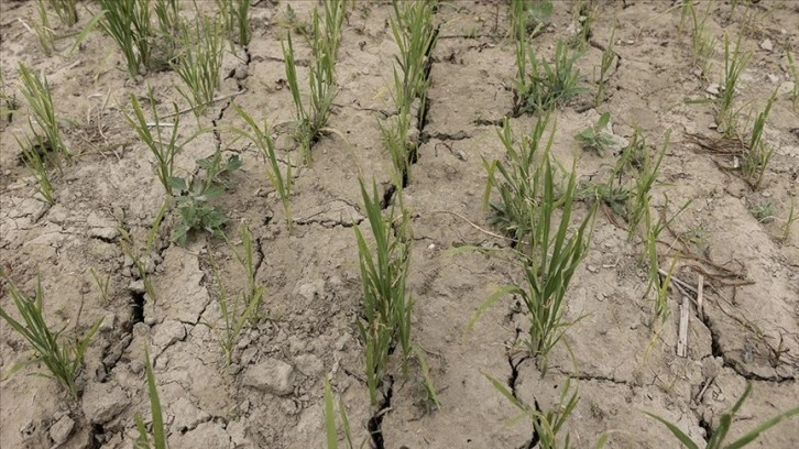 İtalya'da bu yıl şiddetli geçen kuraklığın etkileri tarım sektöründe sürüyor