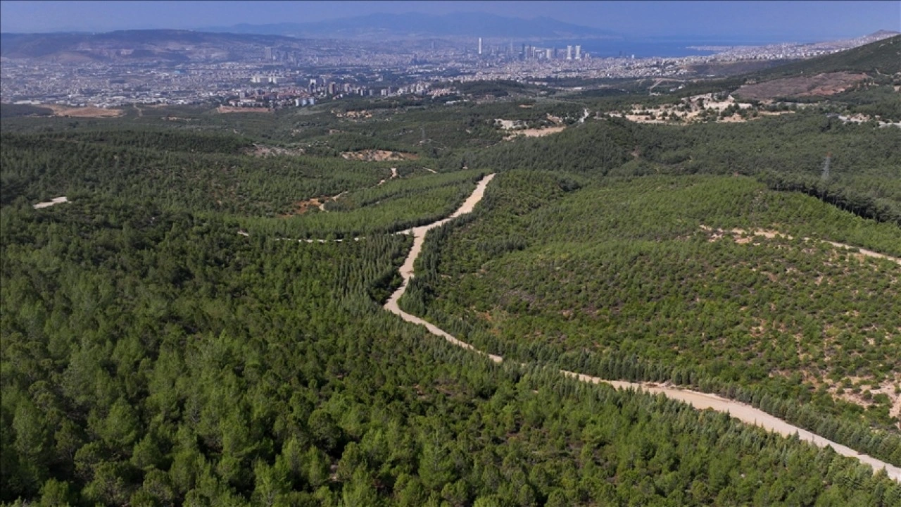 İzmir'de 16 yıl önce yanan alan çalışmalarla yeniden ormanlaştırıldı