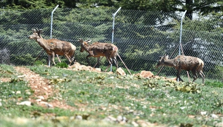 İzmir Doğal Yaşam Parkı'nda doğan kızıl geyikler, Spil'e bırakılacak
