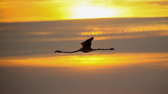 İzmir Kuş Cenneti gün batımında flamingolarla ayrı güzelliğe bürünüyor