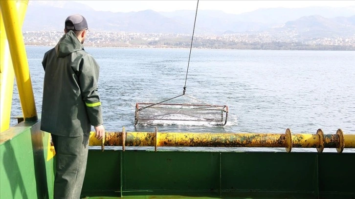 İzmit Körfezi'nin biyoçeşitliliği kayıt altına alınıyor