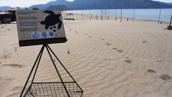 İztuzu Plajı'nda caretta caretta yuvası rekor sayıya ulaştı