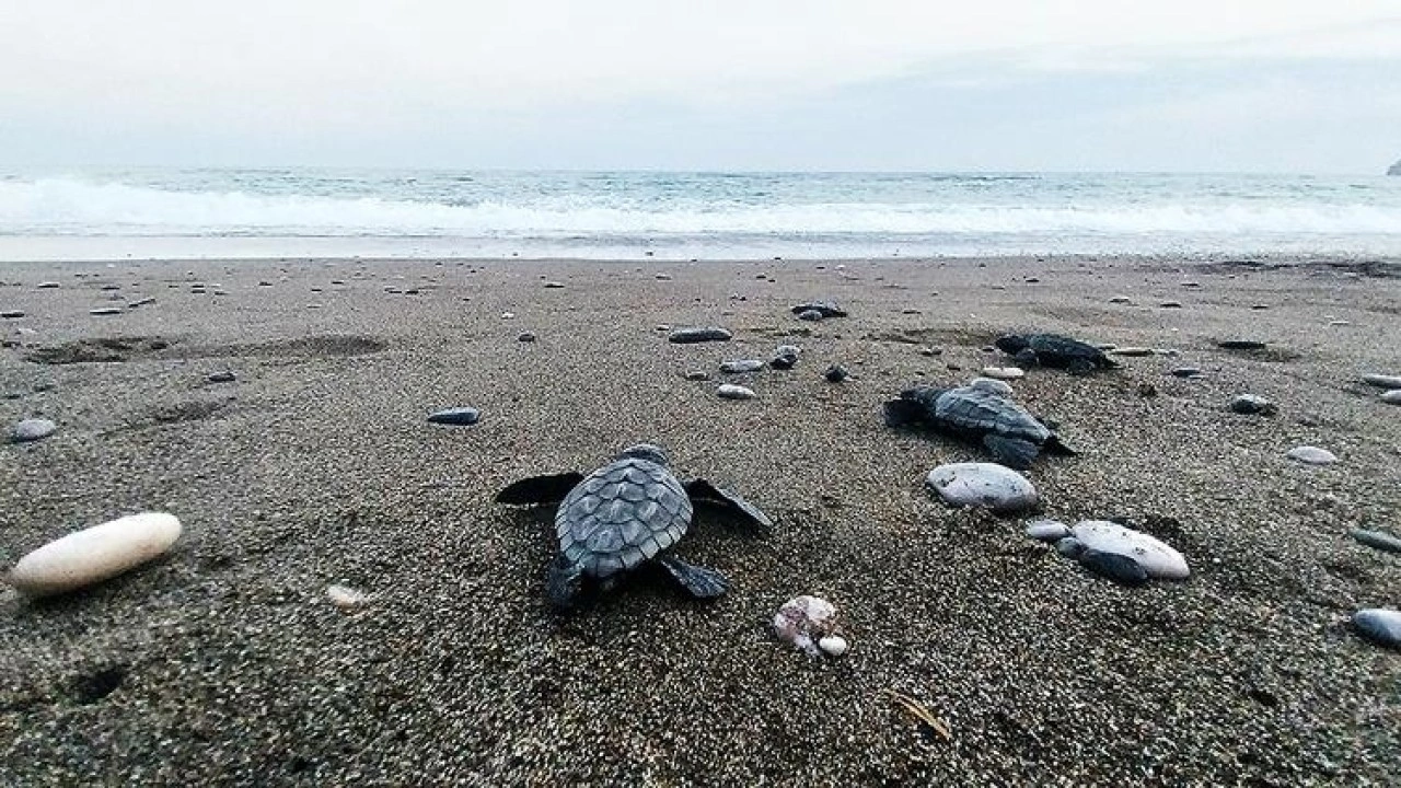 İztuzu sahilinde 30 bin yavru caretta caretta mavi sularla buluştu