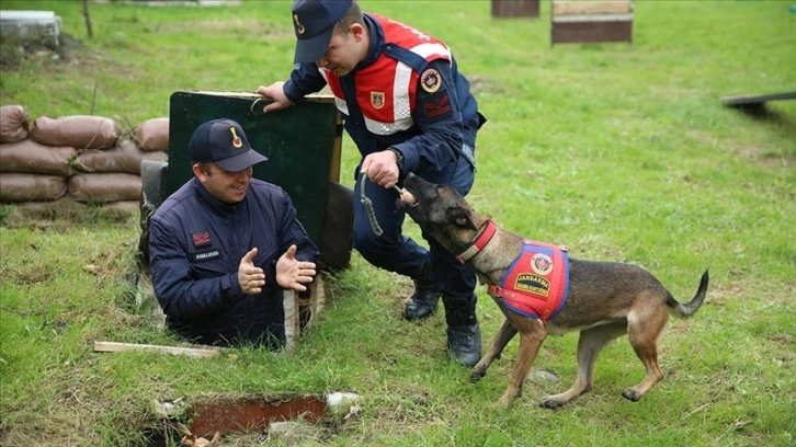 Jandarma köpekleri 