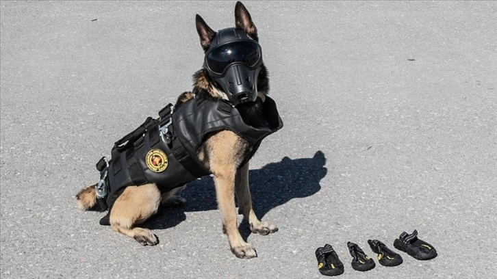 Jandarmanın arama kurtarma köpeği 