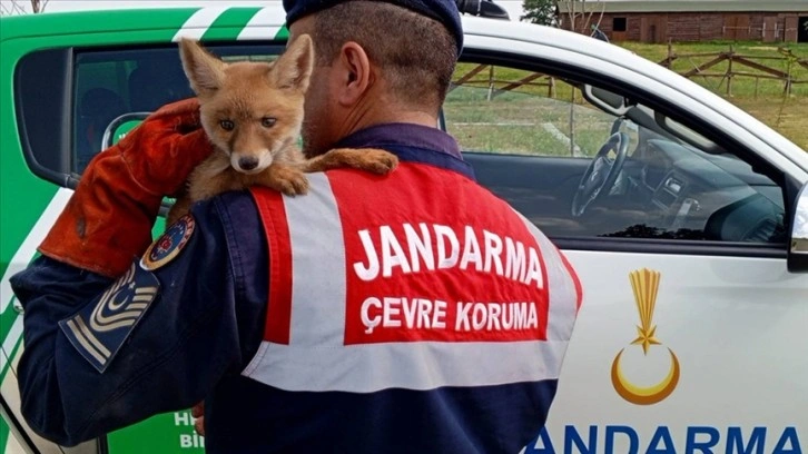 Jandarmanın bulduğu yavru tilki doyurulup bulunduğu bölgeye bırakıldı