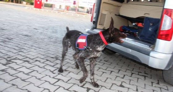 Jandarmanın eğitimli köpekleri ayakta alkışlandı