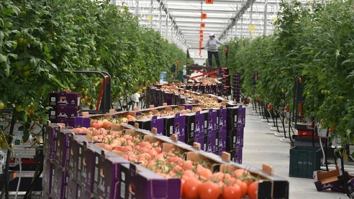 Jeotermal suyla ısıtılan serada yetiştirilen domatesler, Avrupa ülkelerine gönderiliyor