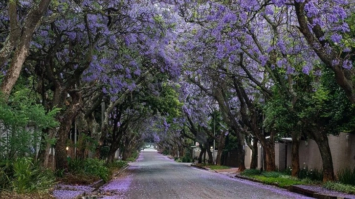 Johannesburg sokakları, jakaranda ağaçlarında baharın gelişiyle açan mor çiçeklerle kaplandı