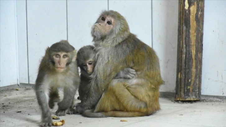 Kaçakçıların elinden kurtarılan yavru maymunlara 