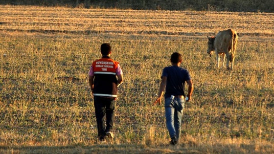 Kaçan kurbanlık 5 gün sonra askeri bölgede bulundu