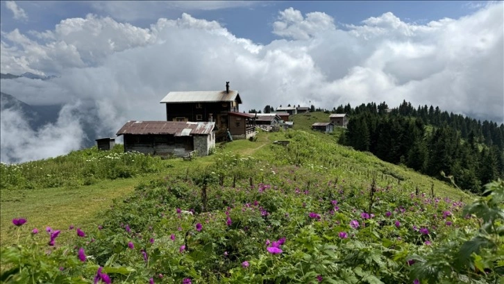 Kaçkar yaylalarında