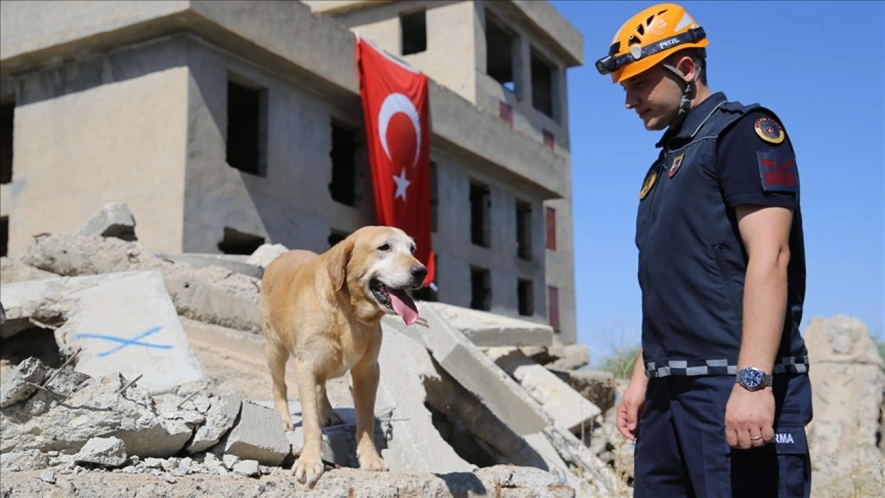 Kadavra arama köpeği "Pusat" jandarmanın en büyük yardımcısı