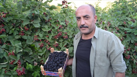 Kaderi çilekle değişti böğürtlenle de yurt dışına açılıyor