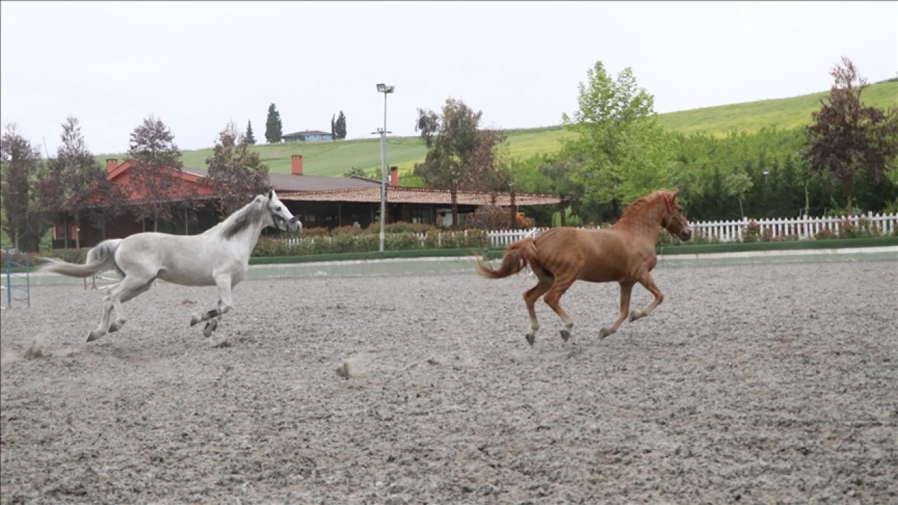 Kadın girişimci, bir atın bulunduğu tesisi 150 sporcunun yetiştiği spor kulübüne dönüştürdü