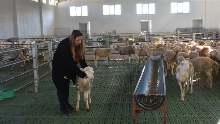 Kadın girişimci devlet desteğiyle koyun çiftliği kurdu