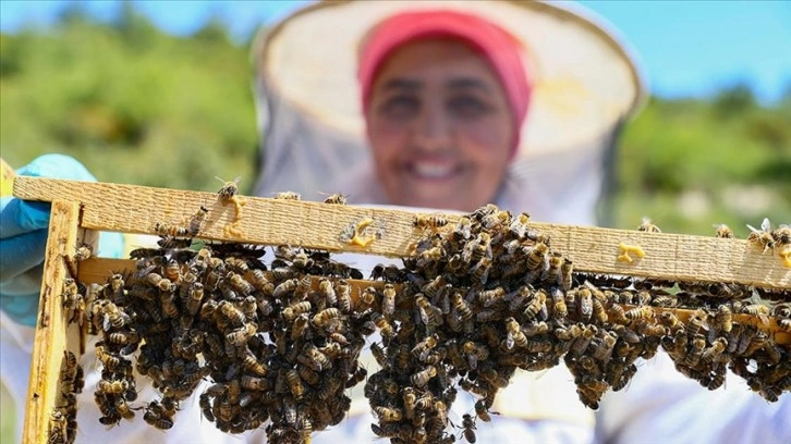 Kadın girişimci yetiştirdiği kraliçe arılarla, bal üretimine katkı sağlıyor