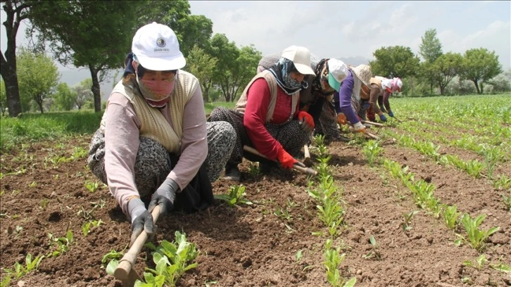 Kadın tarım işçileri Erzincan'da pancar üretim mesaisinde