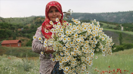 Kadınlar ekmeğini 'kır'dan çıkarıyor