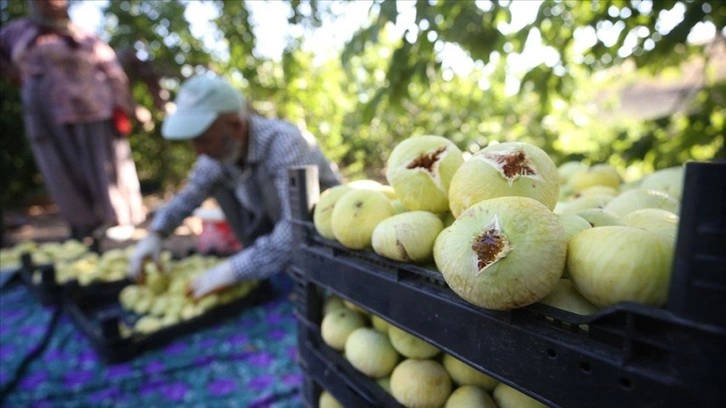 Kahramanmaraş'ın coğrafi işaretli 