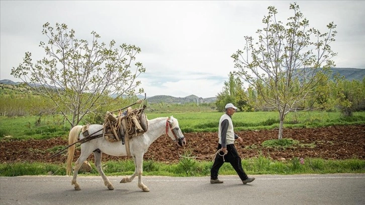Kahramanmaraş'ın engebeli arazileri atlarla sürülüyor