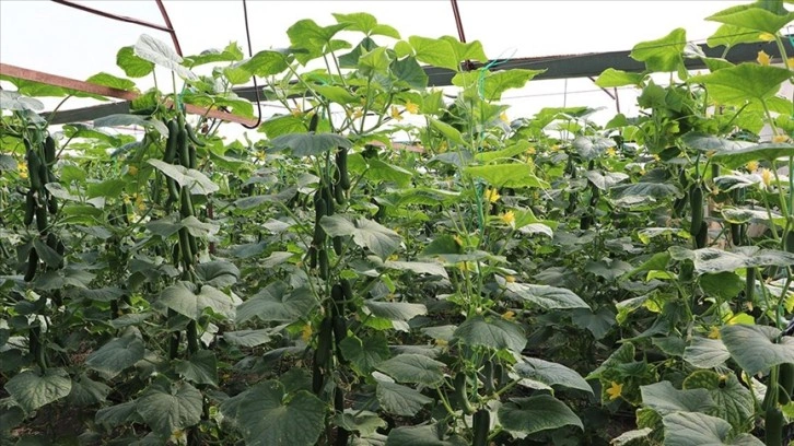 Kahramanmaraş'ta yetiştirilen salatalıklar ihracata hazırlanıyor