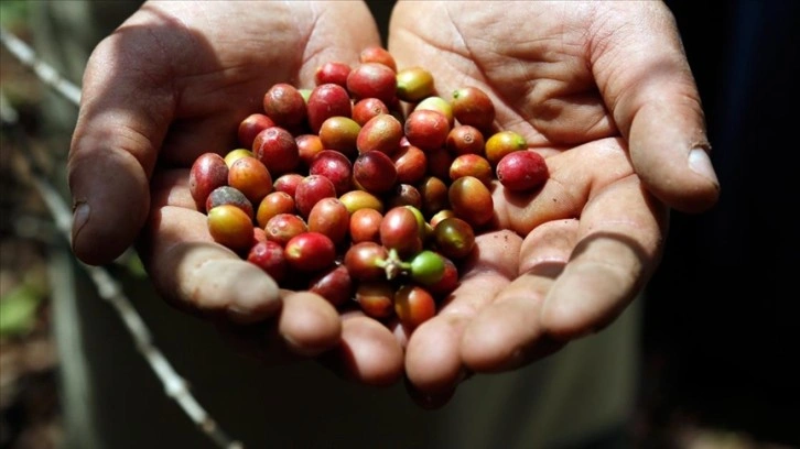 Kahvenin ana vatanı Yemen'de iç savaş nedeniyle kahve üretimi azalıyor